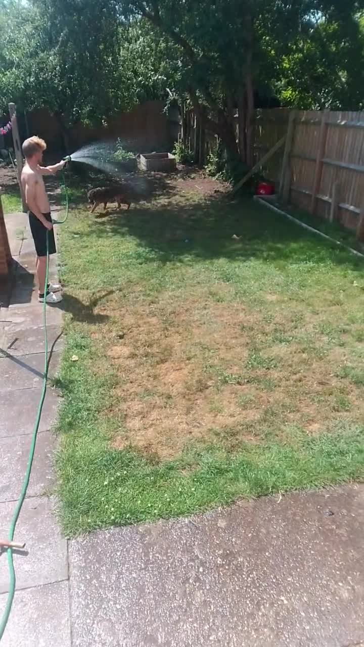 Belgian Shepherd Dog dogs for sale: 11 month old Belgium malinoisx  in Northampton - Video 1