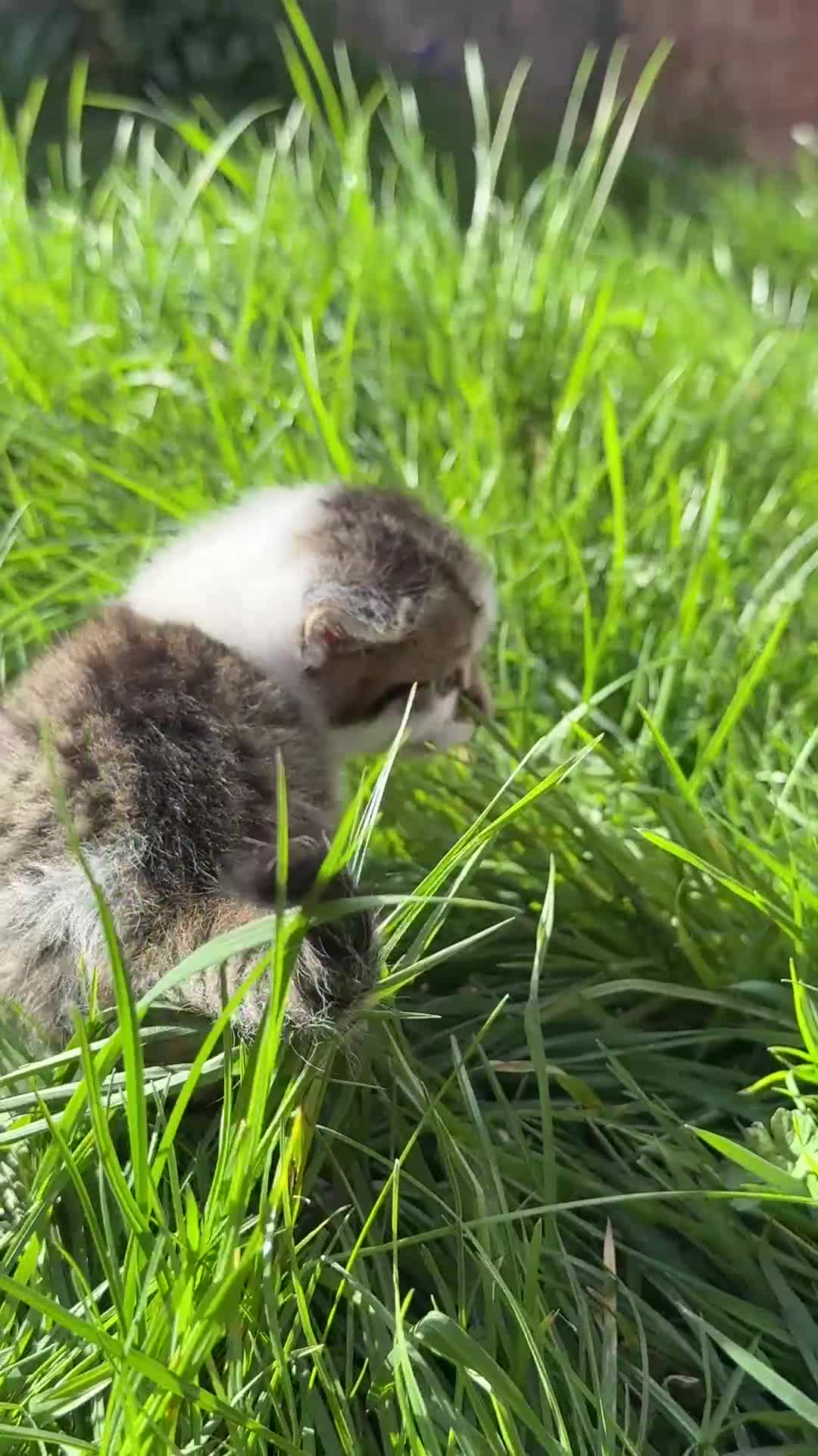 Scottish Fold cats for sale: Scottish Kittens Available for Sale😺 in Oxford - Video 1