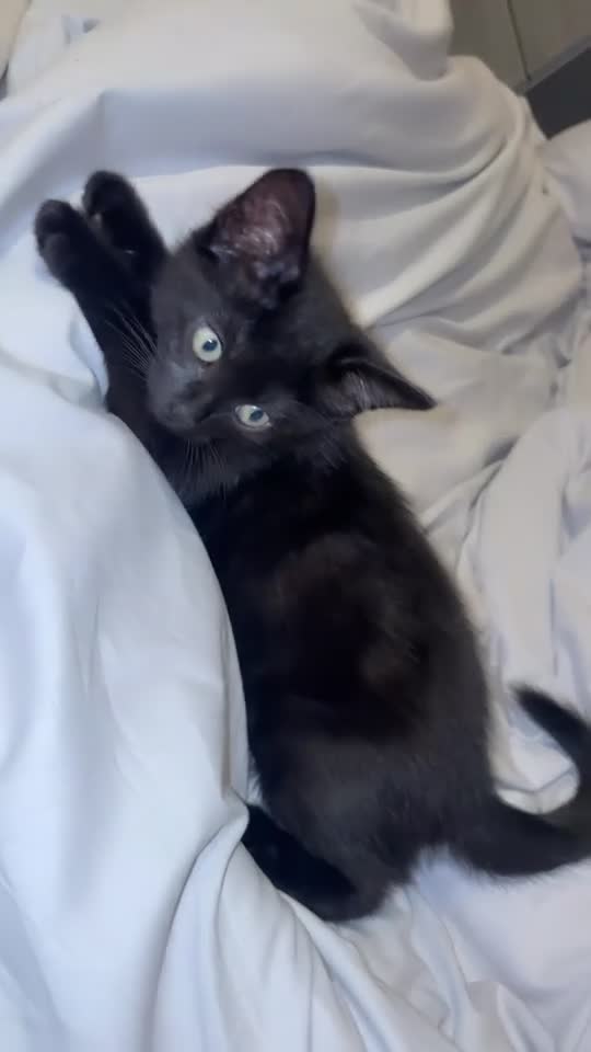 Mixed Breed cats for sale: Kitten for sale  - Video 3