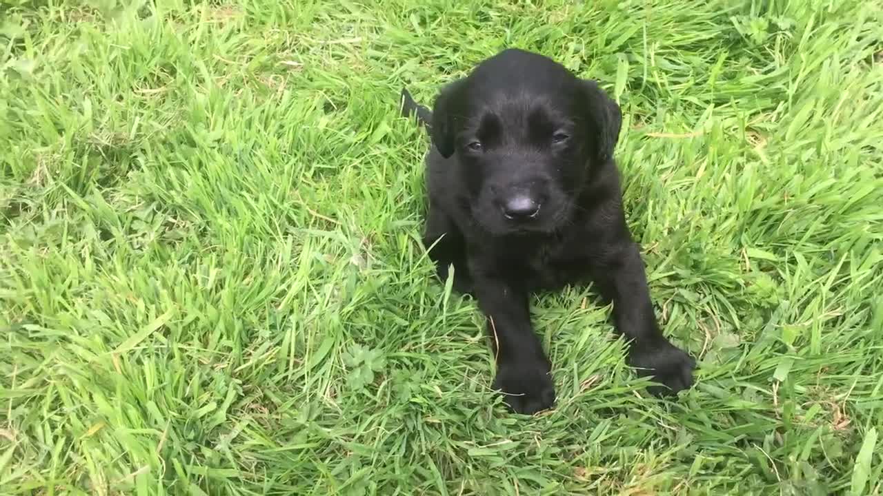 Labrador Retriever dogs for sale: Fantastic Labrador Pups - Video 2