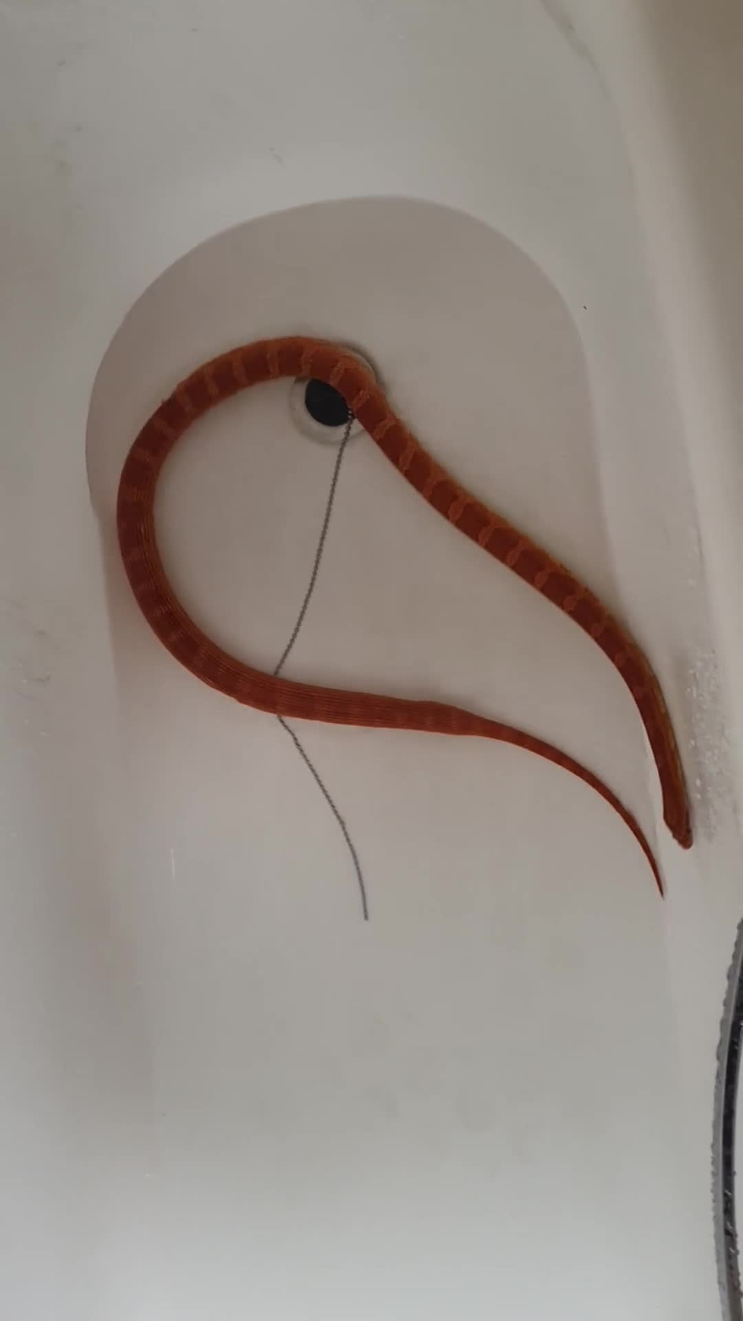 Corn Snake reptiles for sale: FRIENDLY CORN SNAKE EAST LONDON - Video 1