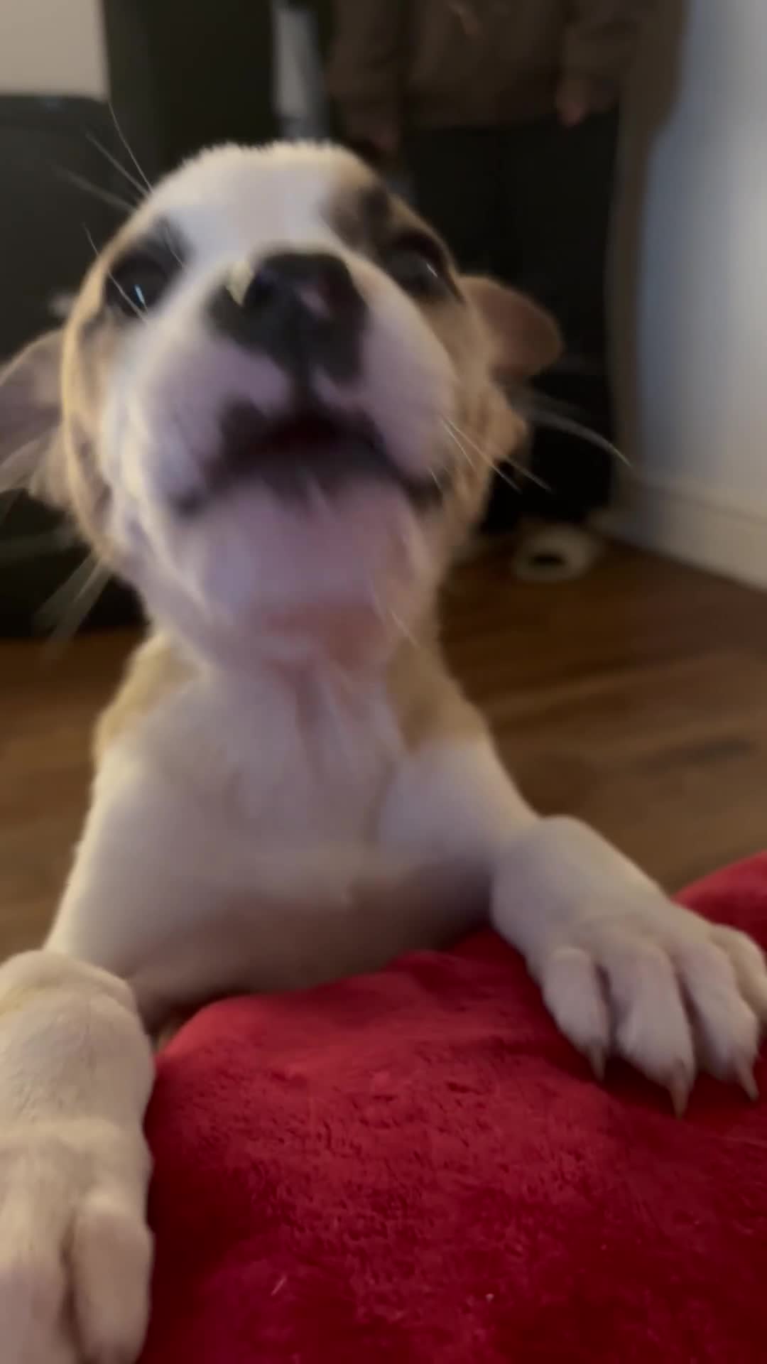 Mixed Breed dogs for sale:     Stunning Akita X Staffy Puppy in London - Video 1