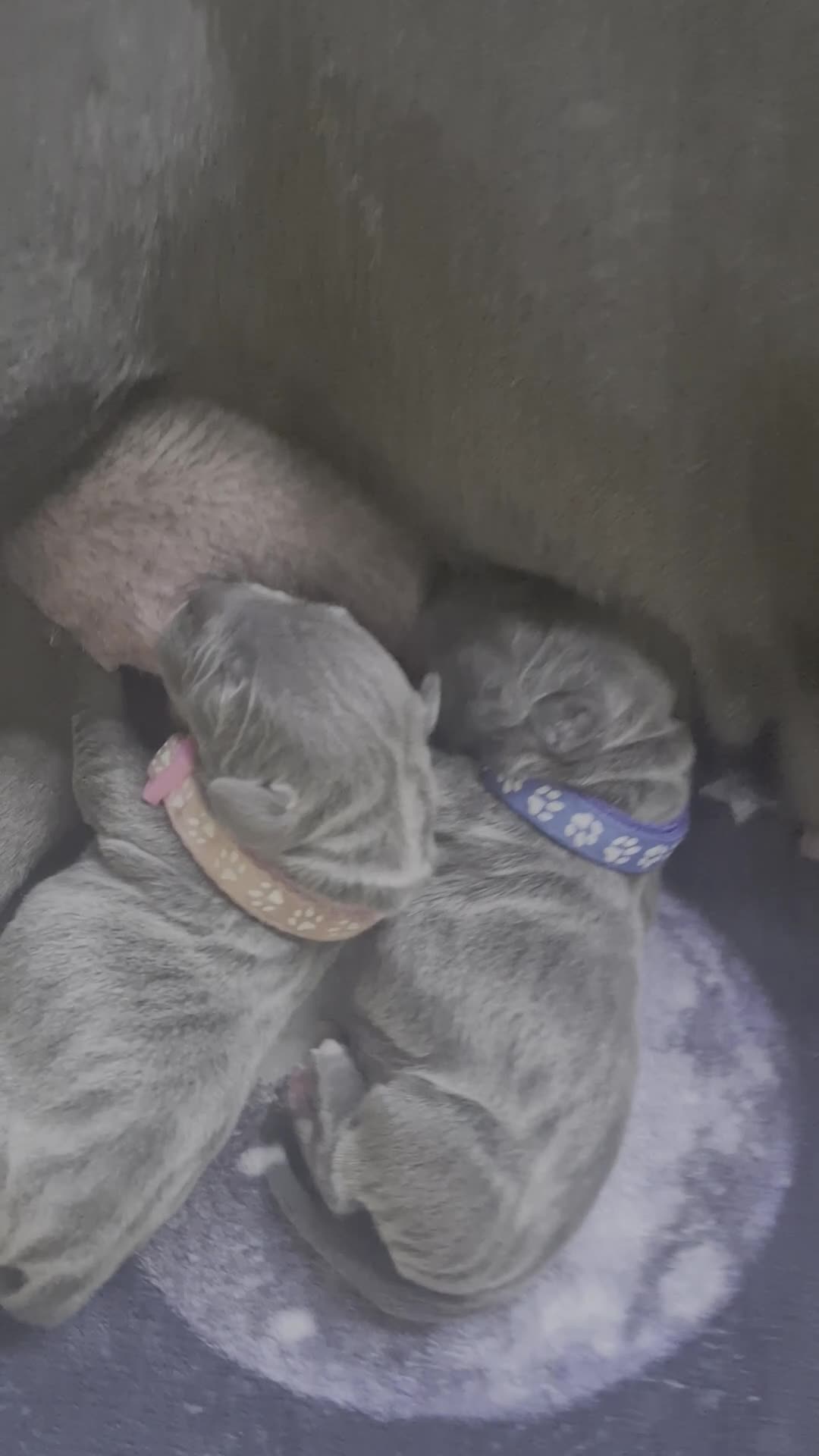 Staffordshire Bull Terrier dogs for sale: KC Registered Staffordshire Bull Terrier Pups in Liverpool - Video 1
