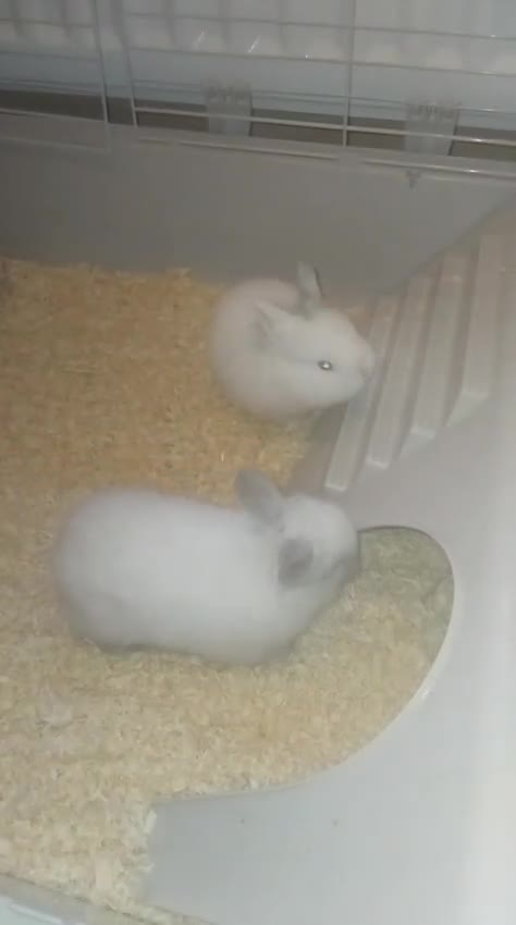 Mini Lion Lop rabbits for sale: Mini lop merl female rabbit  - Video 1