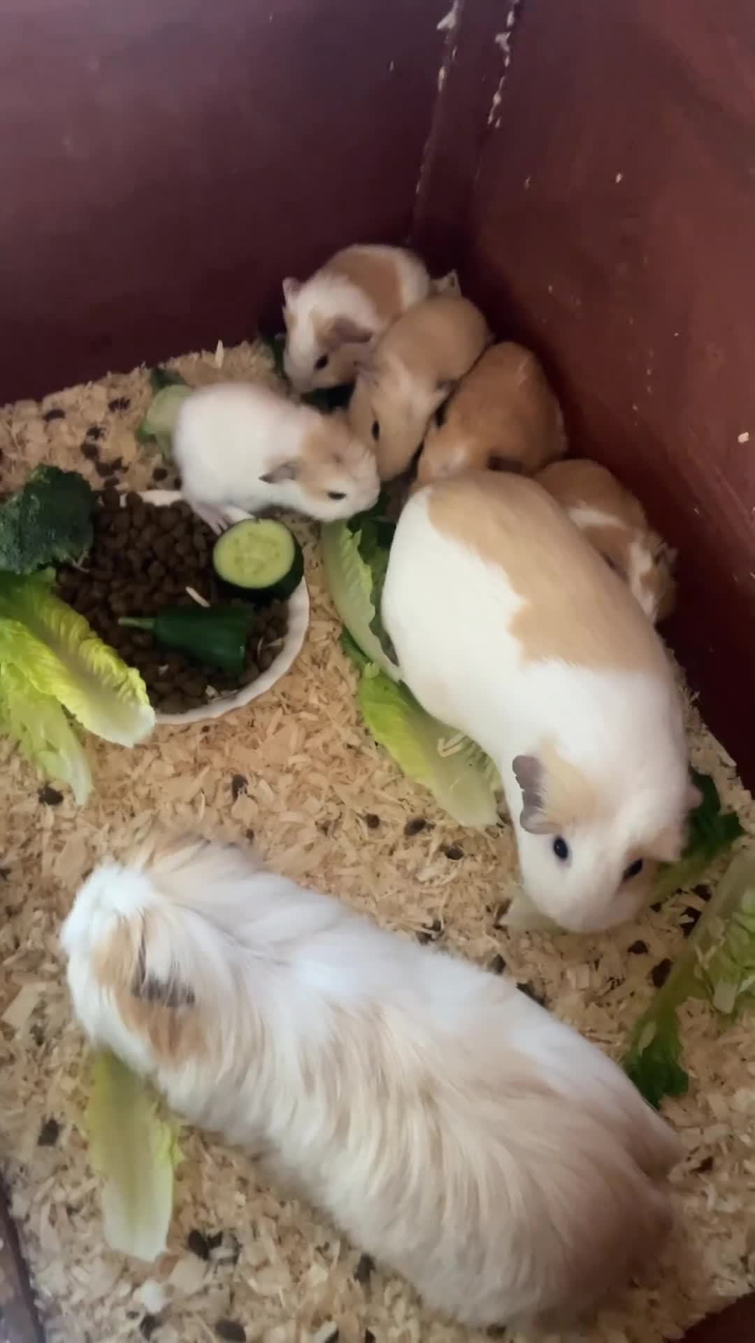 Guinea Pig rodents for sale: 2 Gorgeous male baby guinea pigs very tame - Video 2