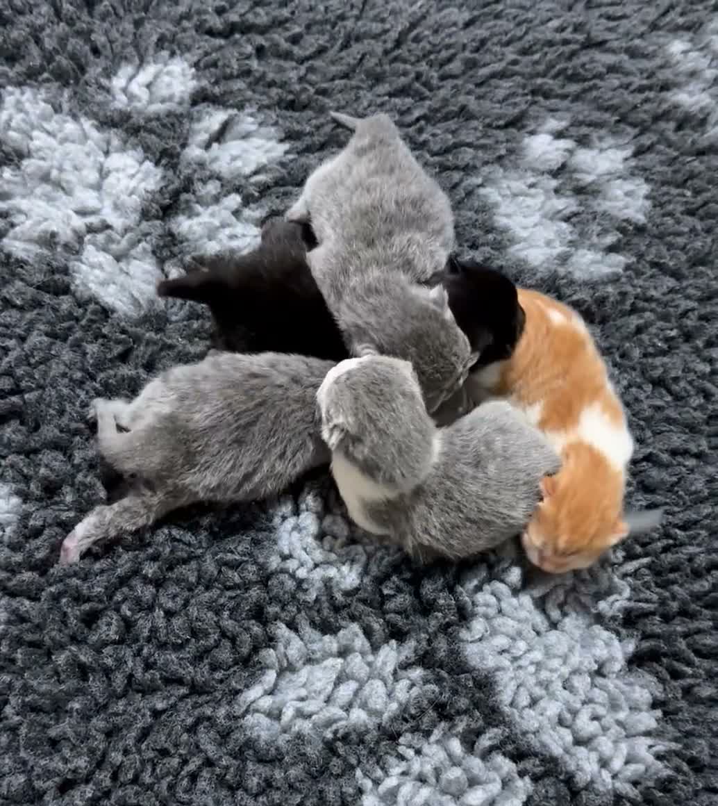 British Shorthair cats for sale: Exceptional quality British shorthair kittens  - Video 1