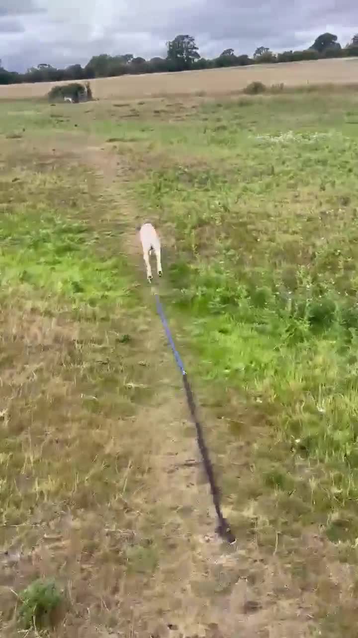 Pointer dogs for adoption: Jimmy is looking for an amazing forever home - Video 2