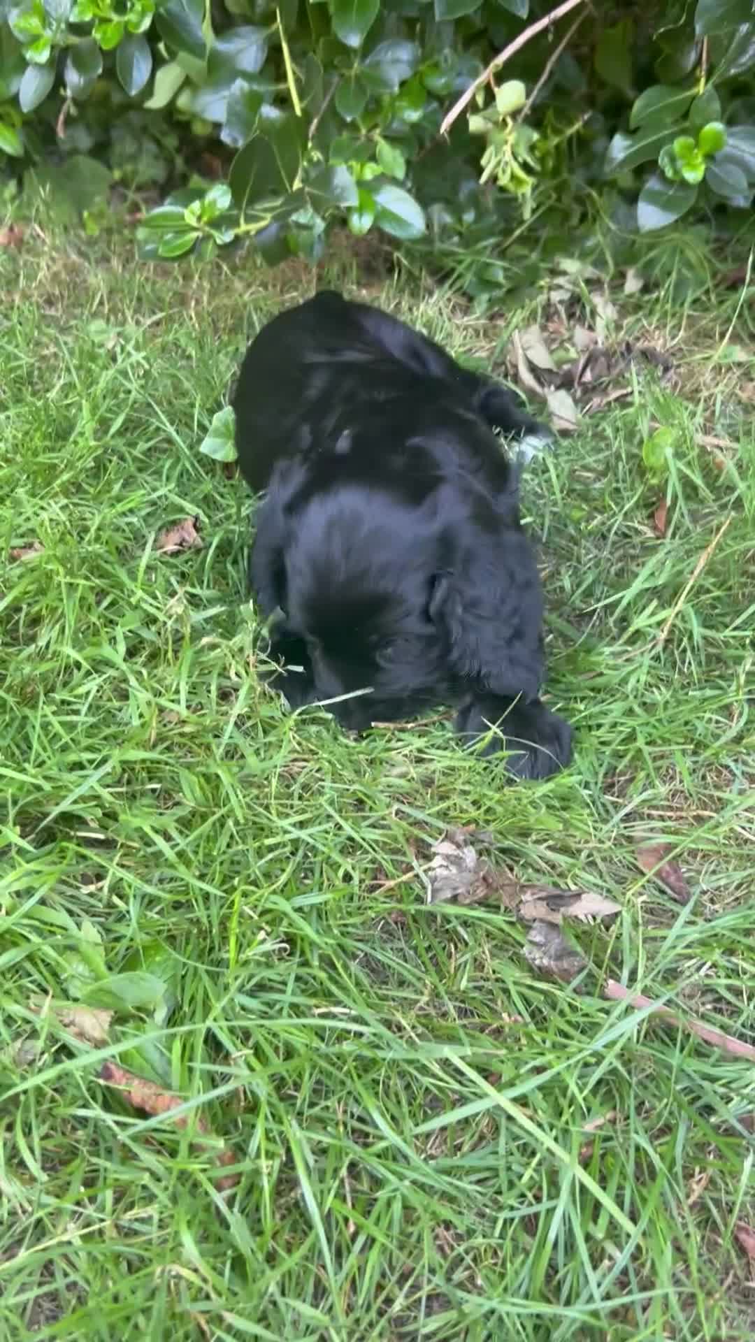 Cocker Spaniel dogs for sale: Working Cocker Spaniel last puppy male - Video 1