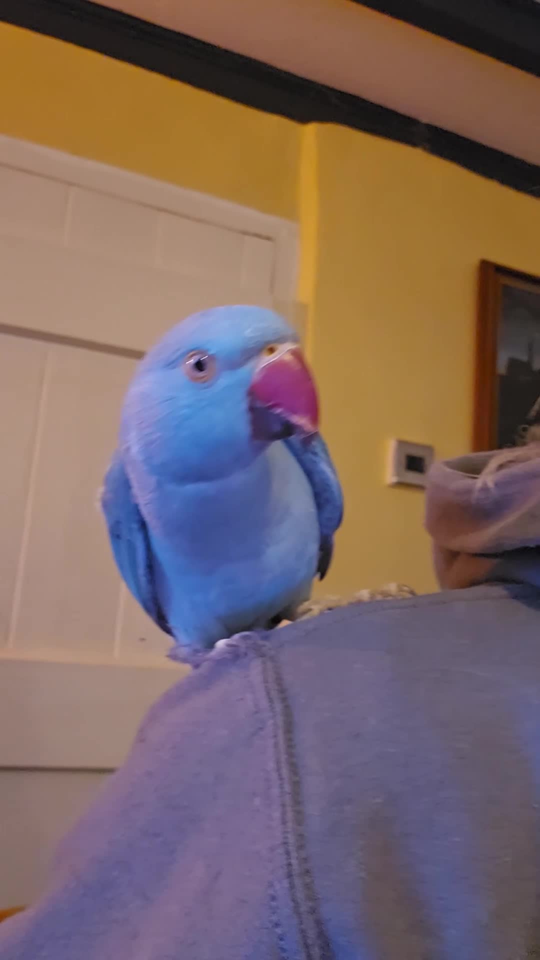 Ringnecks birds for sale: Indian ringneck blue female - Video 1
