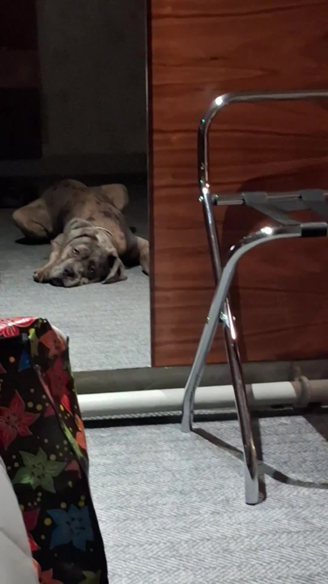 Cane Corso dogs for sale: Merle Cane Corso - Video 2