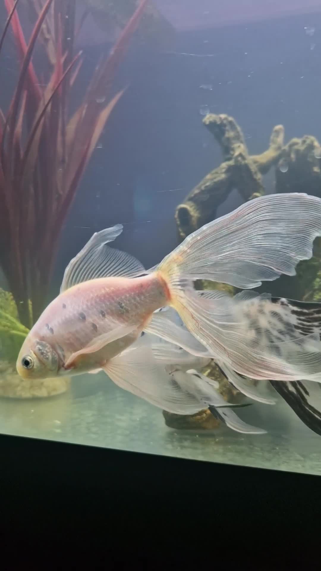 Shubunkins fish for sale: Selection of fancy goldfish - Video 3