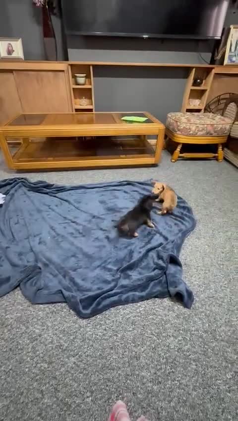 Miniature Dachshund dogs for sale: Cream Mini long hair Dachshunds - Video 2