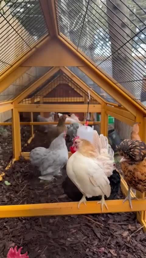 Chickens poultry for sale: hatching eggs mixed and pure breed  - Video 1