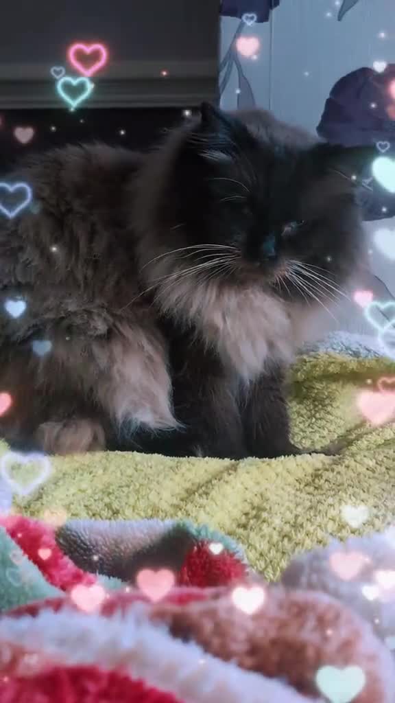 Ragdoll cats for sale: Ragdoll  - Video 1