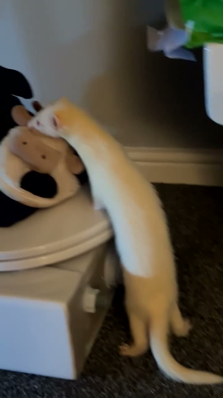 Ferret rodents for sale: 2 beautiful female ferrets  in Derby - Video 3