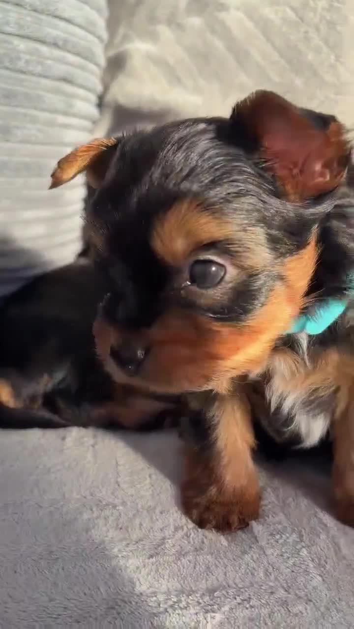 Yorkshire Terrier dogs for sale: Yorkshire Terrier puppies looking for new homes  - Video 2