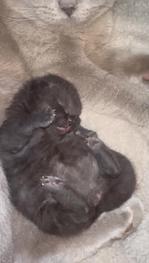 Mixed Breed cats for sale: British shorthair x half British shorthair  - Video 1