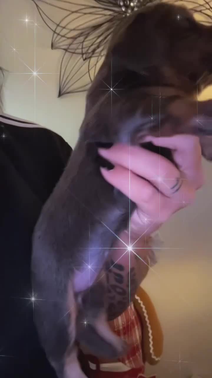 Miniature Dachshund dogs for sale: Mini dachshunds 💚🫶🏻 ready 24th December 🎄🎄 - Video 2