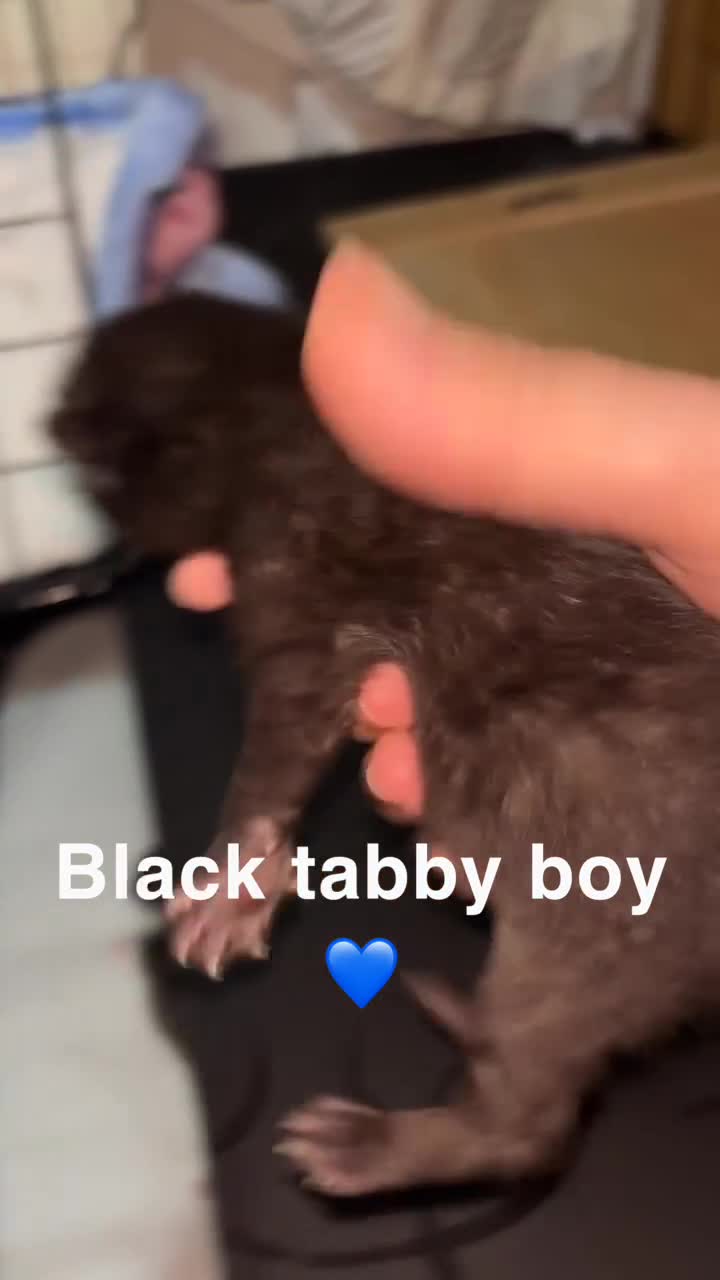 Mixed Breed cats for sale: Mixed breed kittens - Video 3