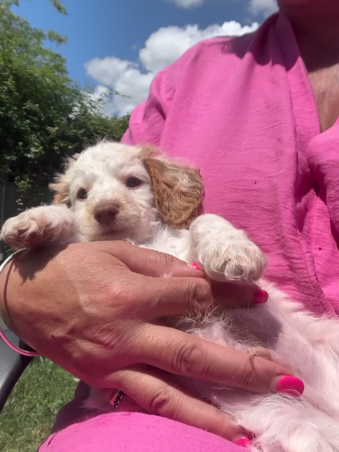 Cockapoo dogs for sale: F1 cockapoo  - Video 1