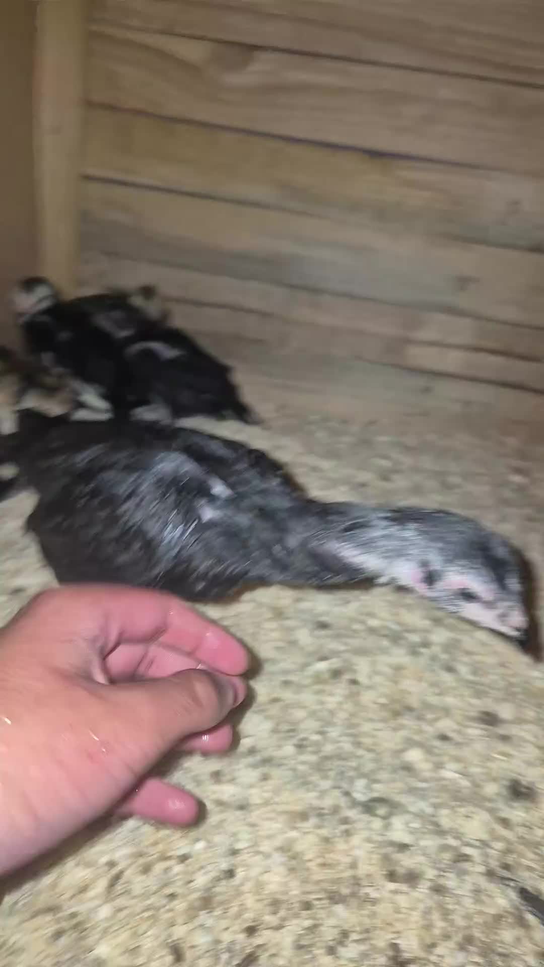 Chickens poultry for sale: Pure aseel hen and pullet, ganoi chicks,hint stag - Video 1