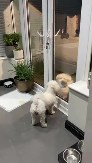 Bichon Frise dogs for sale: 🐶 Pure Bichon Frise Puppies for Sale 🐶 - Video 1