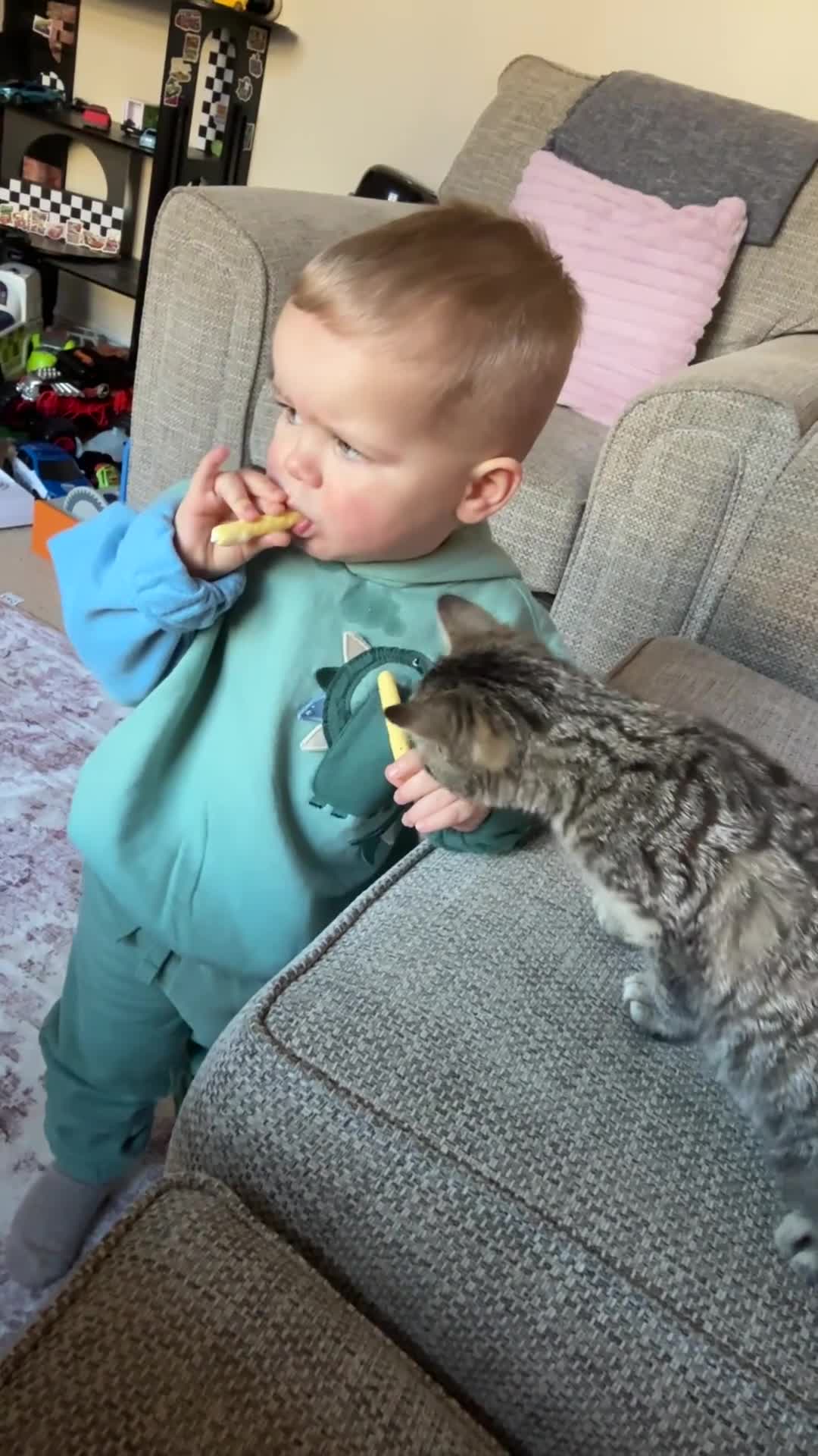 Mixed Breed cats for sale: Ronnie, blue Russian x maincoone - Video 2