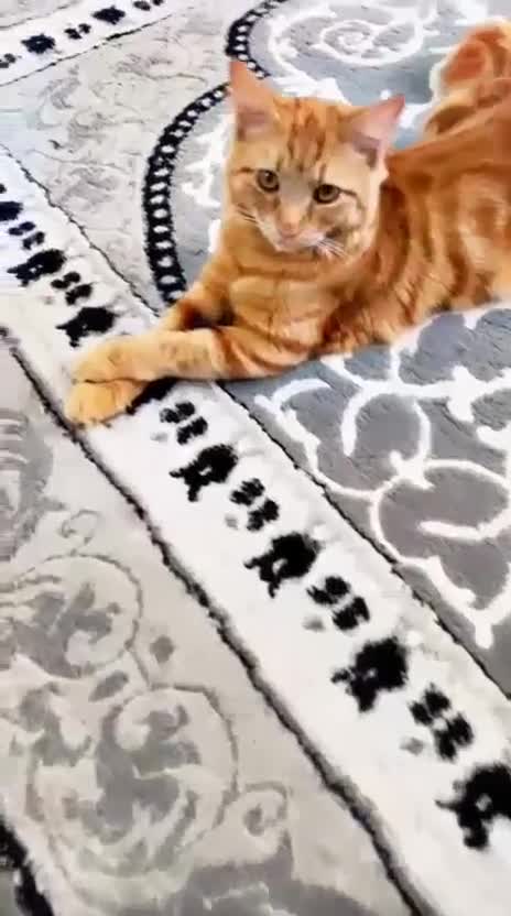 Mixed Breed cats for adoption: Dolly has to find a new home - Video 2