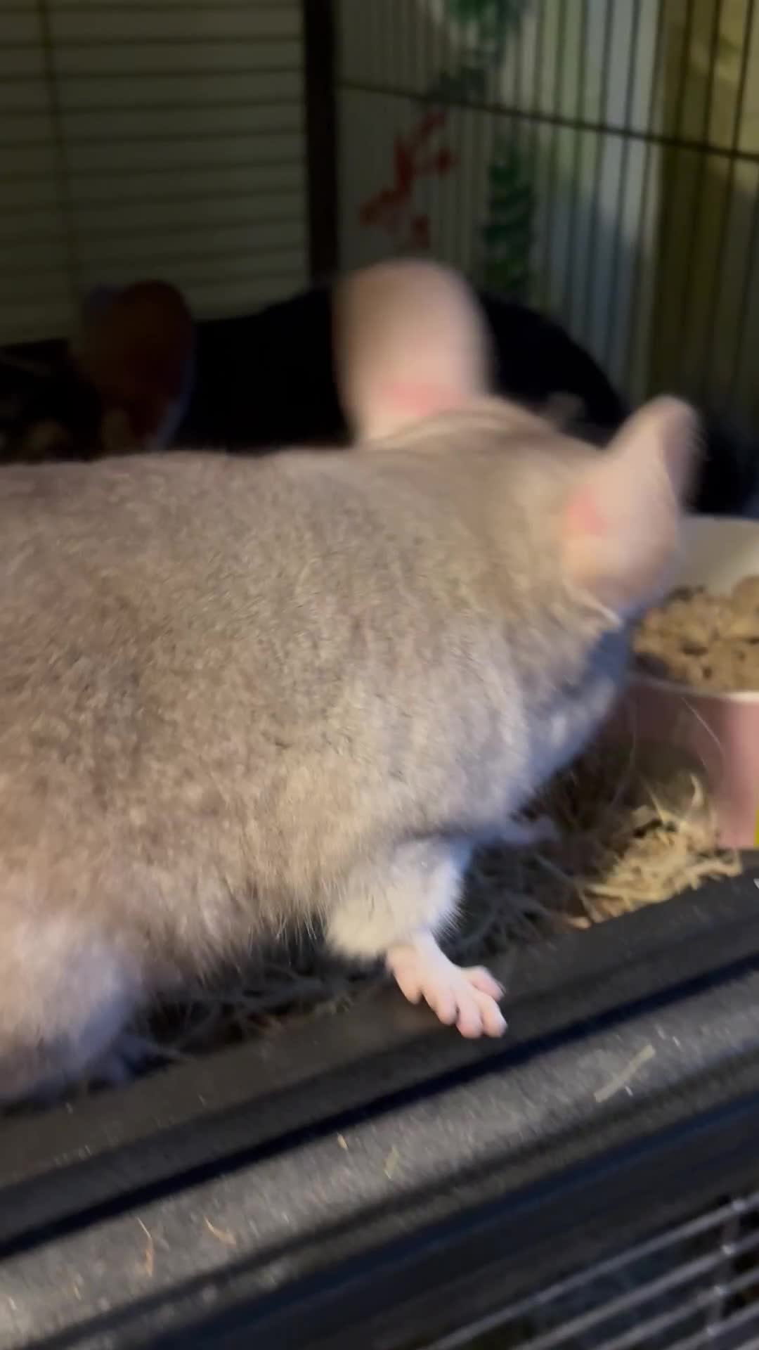 Chinchilla rodents for sale: 2 bonded male chinchillas - Video 1