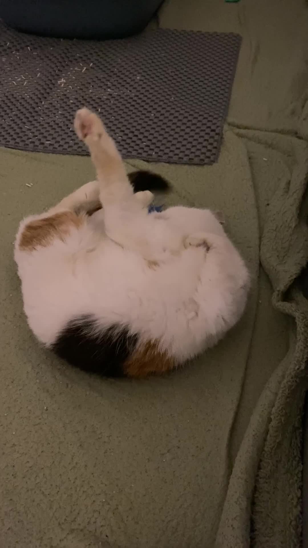 Mixed Breed cats for sale: Calico looking for a forever home - Video 3