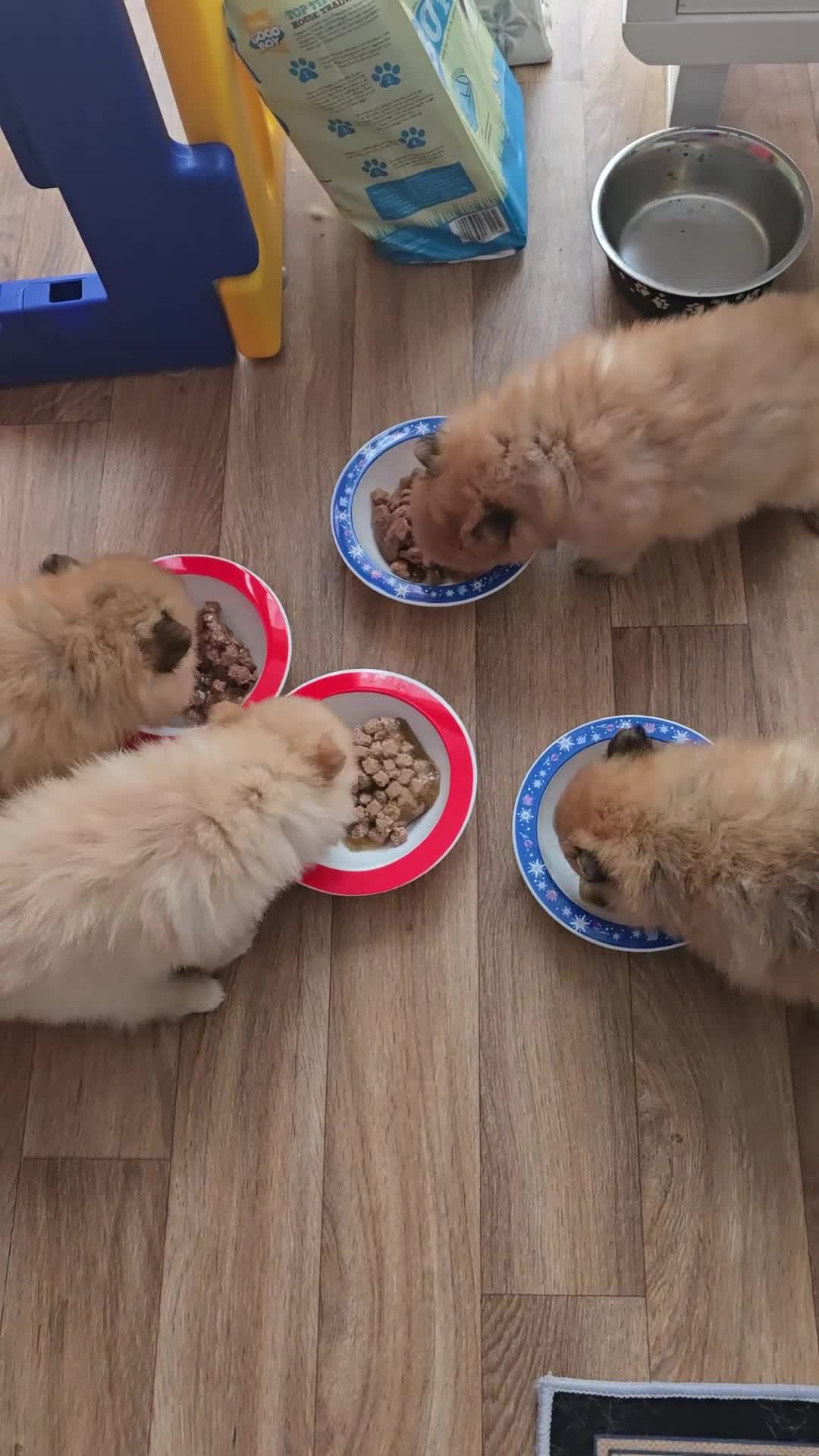 Pomeranian dogs for sale: Sweet puppies  - Video 2