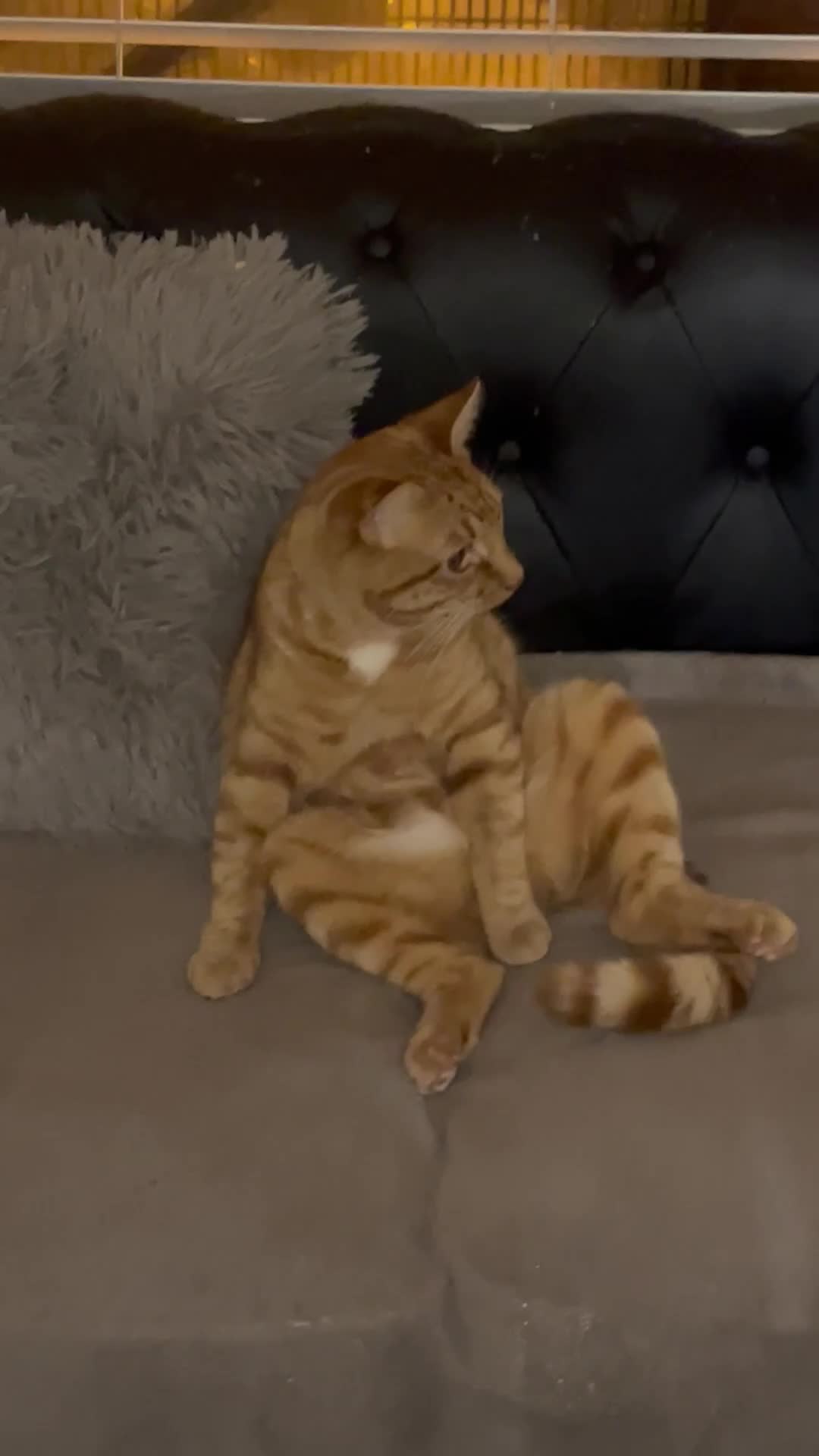 Abyssinian cats for sale: Beatiful cat - Video 1