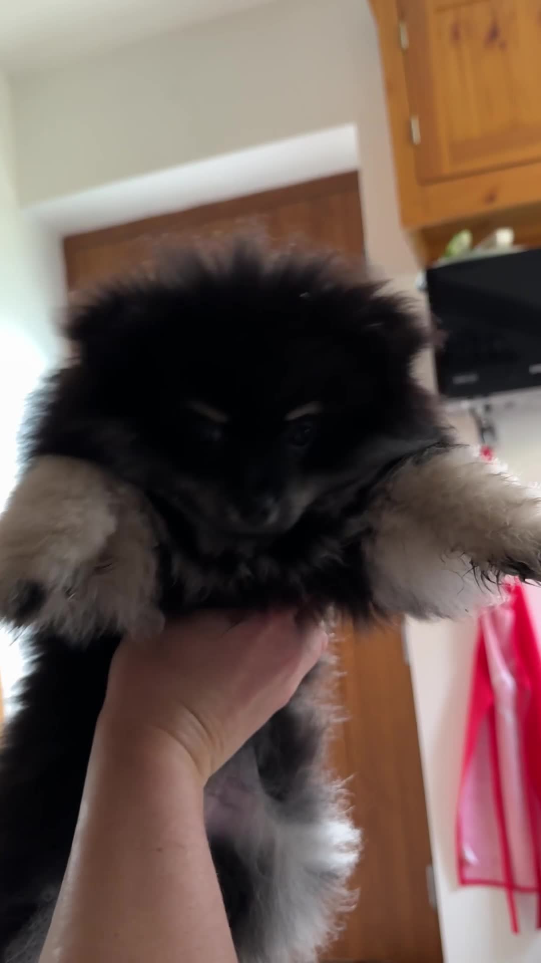 Pomeranian dogs for sale: Sweet Pomeranian Girls Black & Tan Teddy Bear Type - Video 1