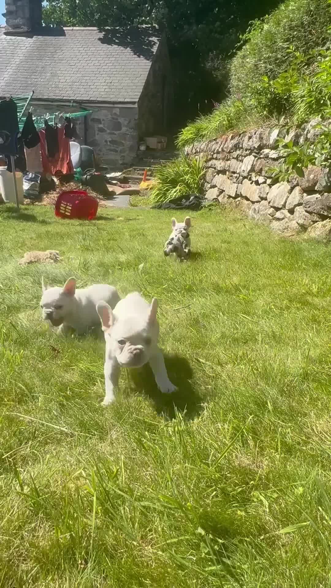 French Bulldog dogs for sale: 🔥READY NOW🔥KC registered frenchie pups❤️‍🔥 - Video 1