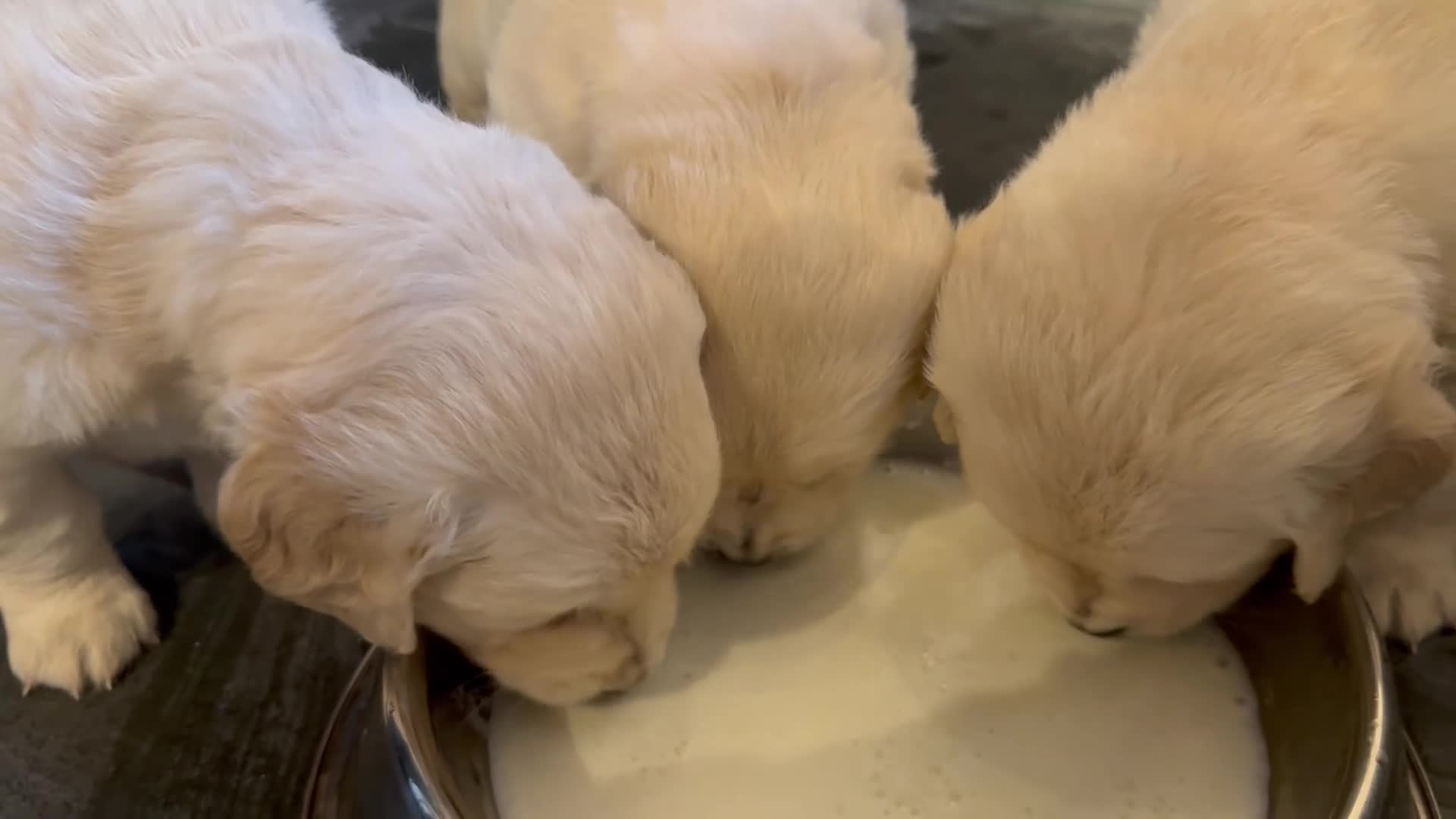 Golden Retriever dogs for sale: KC Registered Golden Retriever puppies.  - Video 4