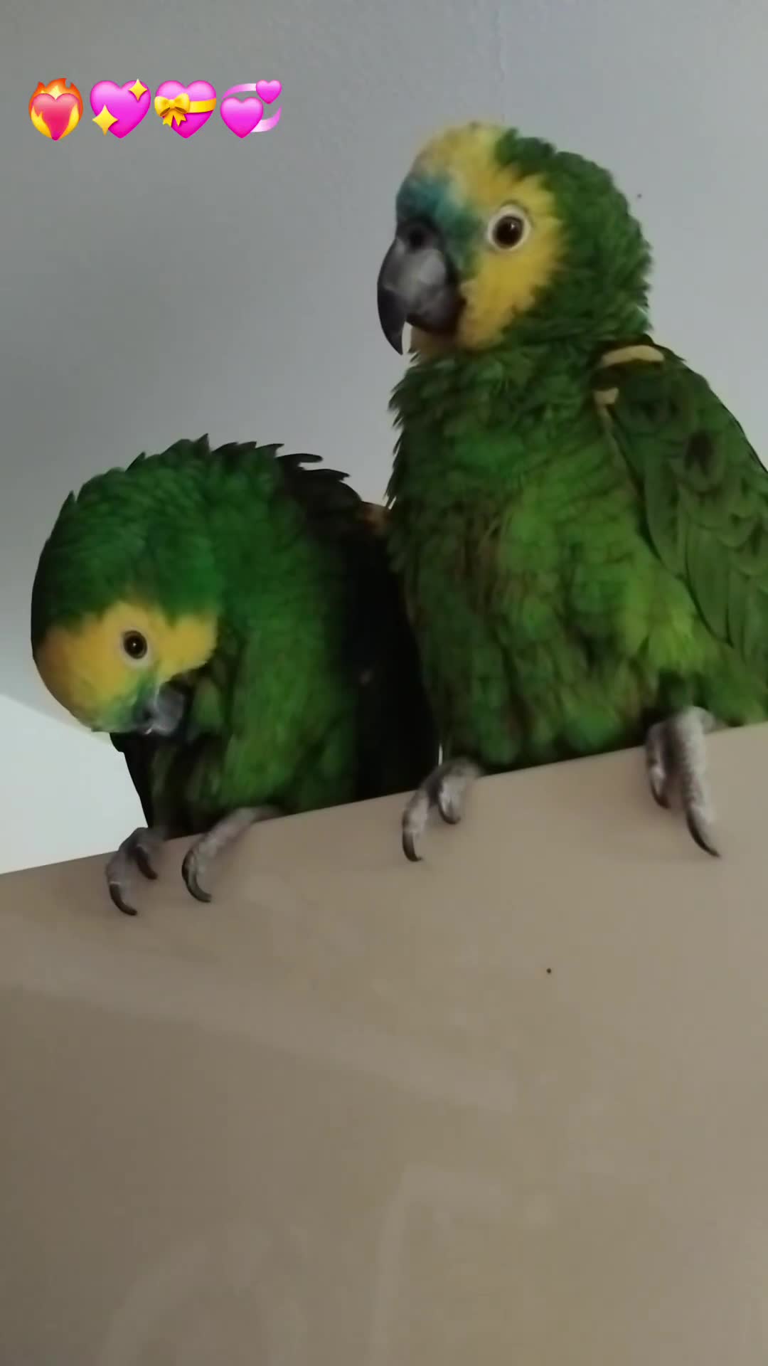 Parrots birds for sale: Pair of bonded females  in Newton-le-Willows - Video 5