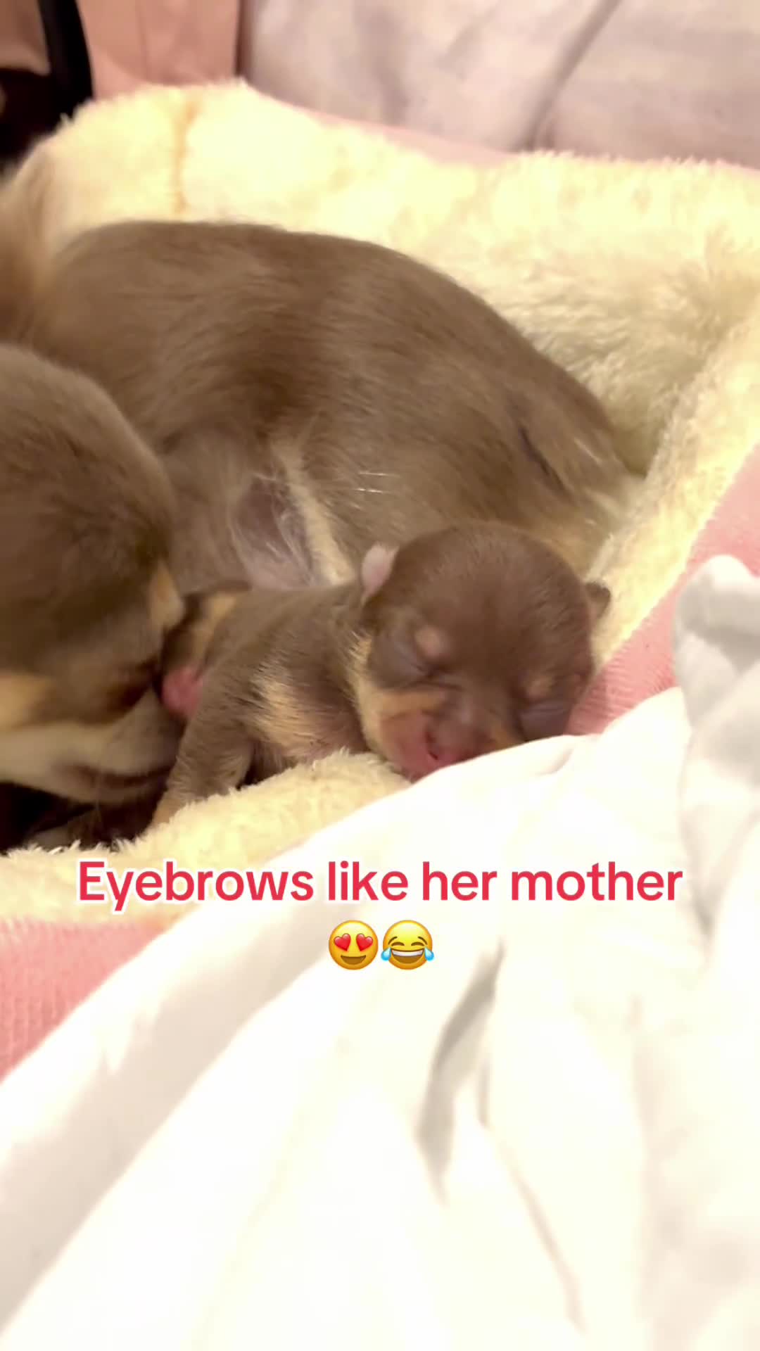 Chihuahua dogs for sale: Chocolate tan tiny girl  - Video 1