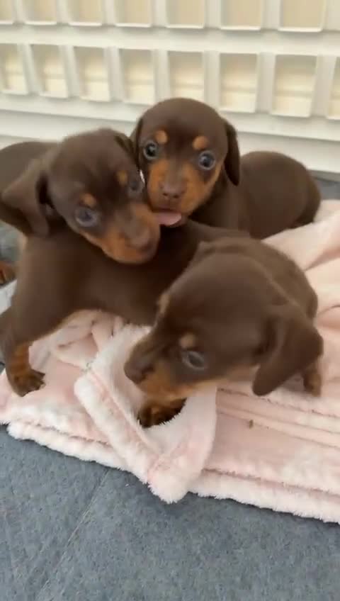 Miniature Dachshund dogs for sale: Short haired miniature dachshunds  - Video 1
