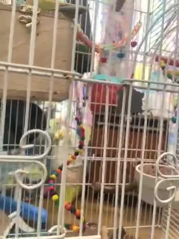 Conures birds for sale: Pineapple Conoures - Video 1