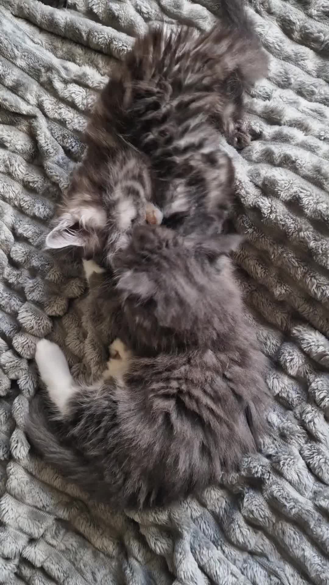 Maine Coon cats for sale: 2 beautiful Maine Coones left - Video 3
