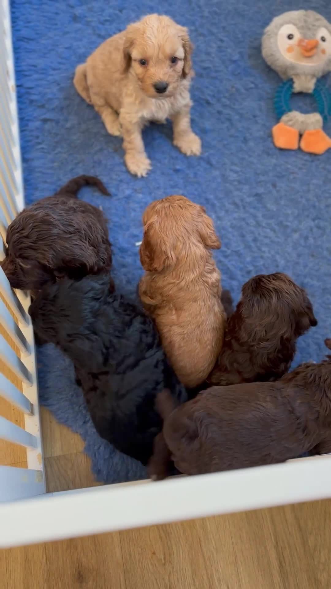 Cockapoo dogs for sale: F1 Cockapoo Pups,Ready soon for Loving Homes  - Video 1
