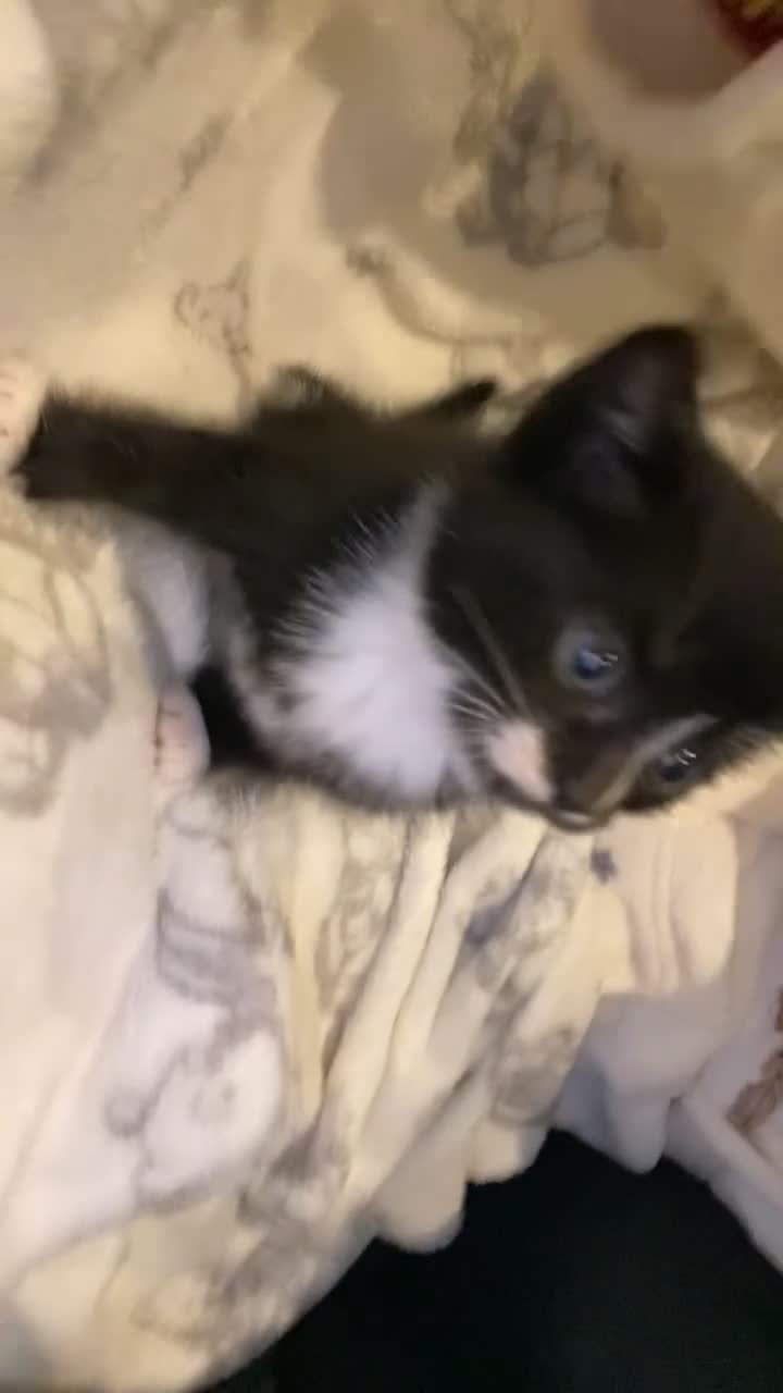 Mixed Breed cats for sale: LAST kitten waiting for their forever home!! - Video 1