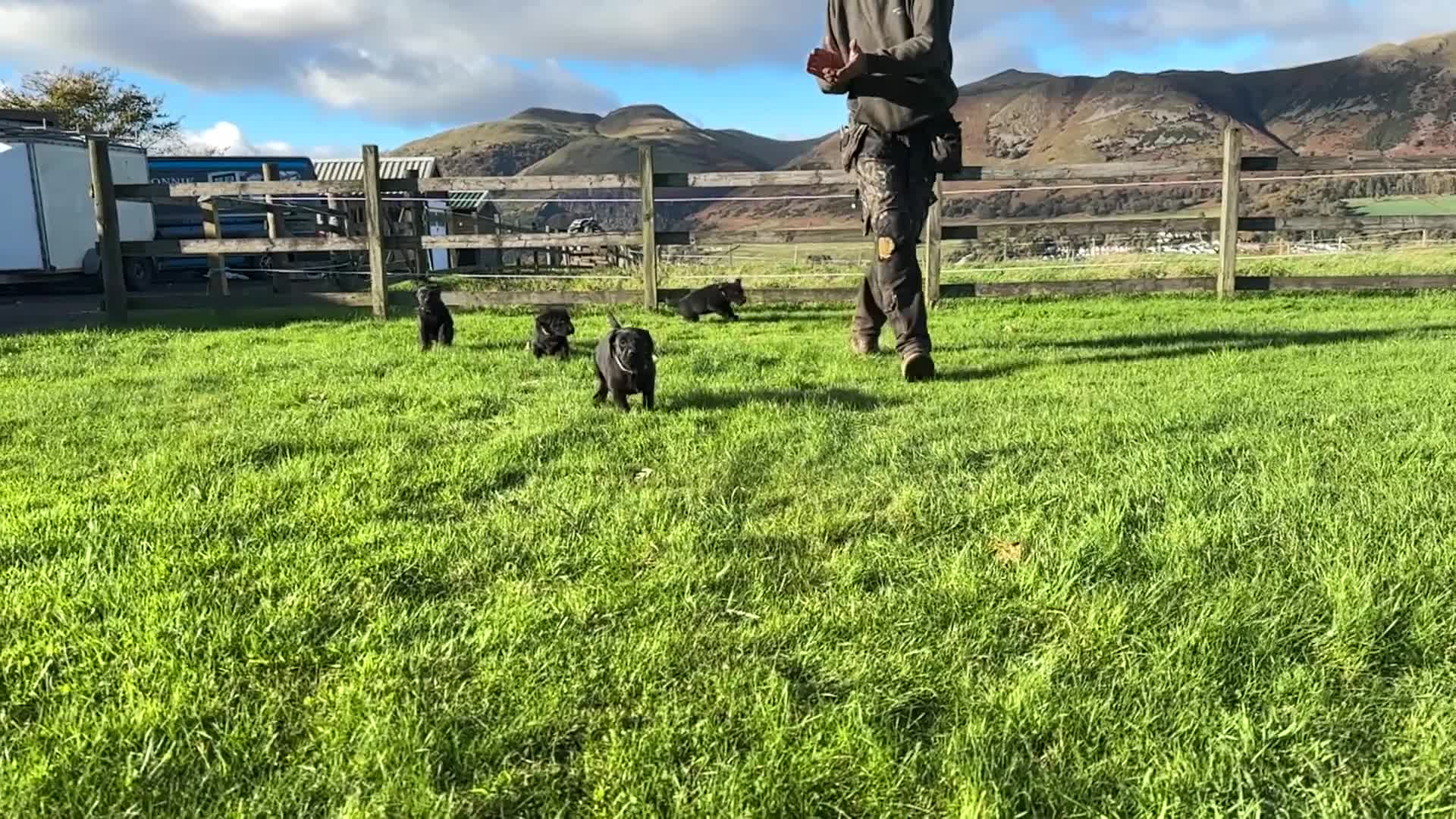 Labrador Retriever dogs for sale: 1 male Labrador puppy - Video 1