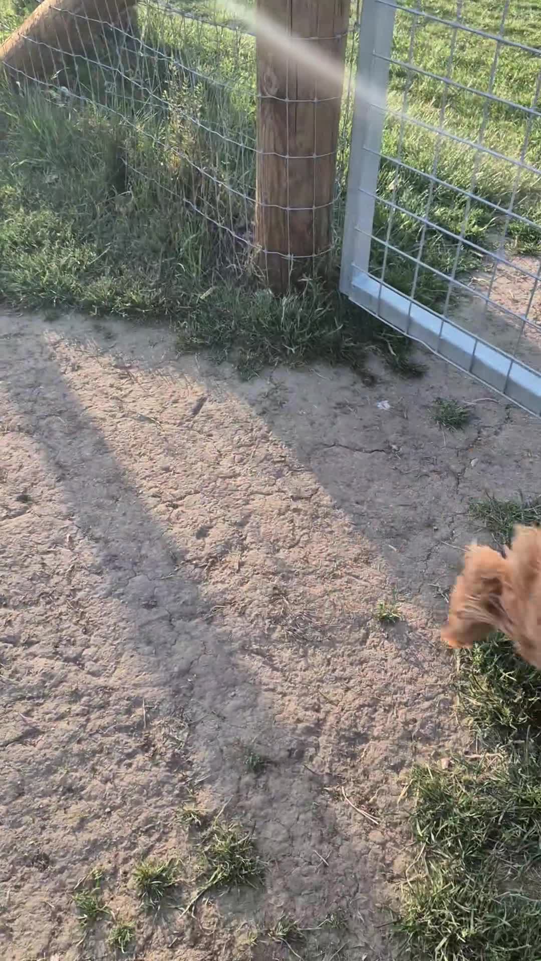Cockapoo dogs for sale: F2 Red Fox Gorgeous male cockapoo  - Video 2