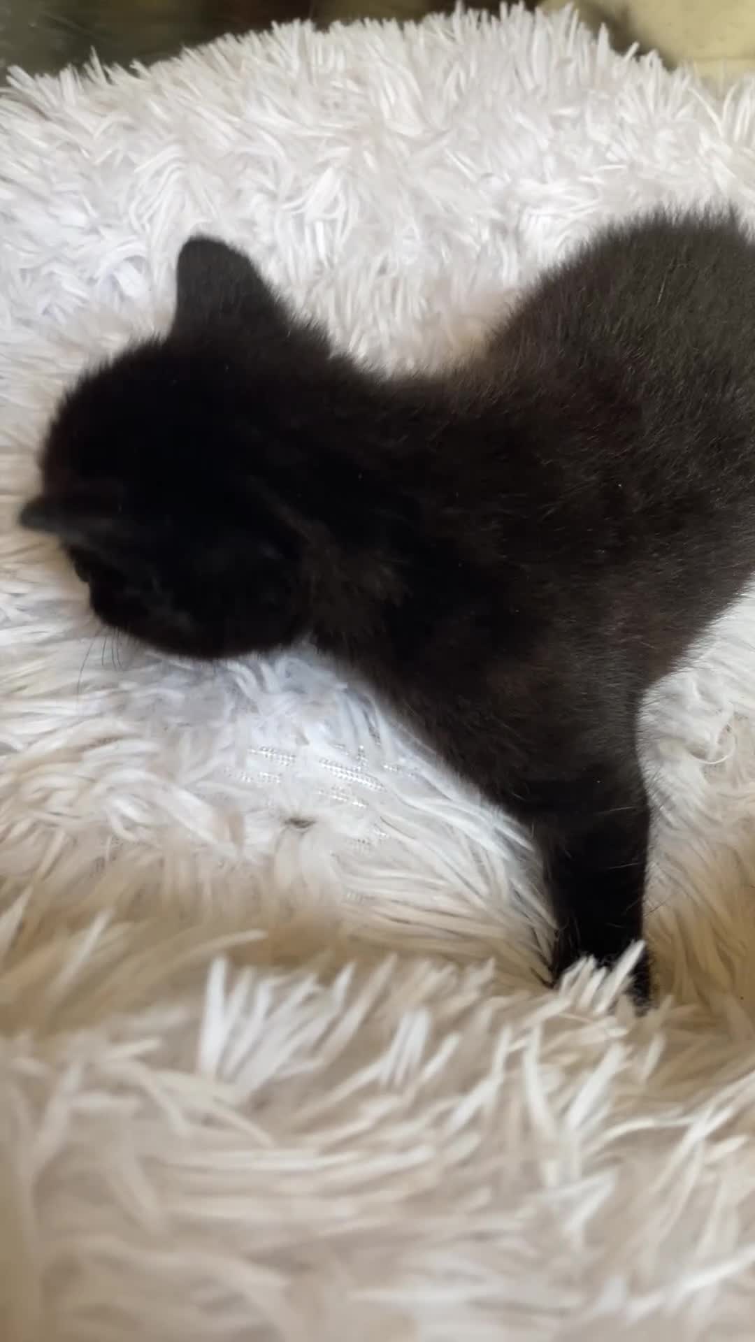 British Shorthair cats for sale: Adorable Kittens Looking for Loving Homes, Chester in Chester - Video 4