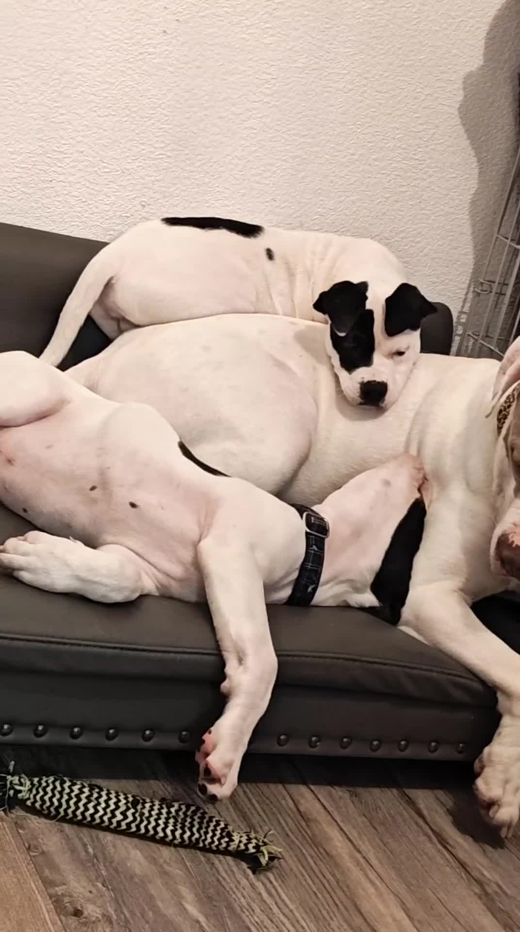 Mixed Breed dogs for sale: Presa canario& mastiff  - Video 1