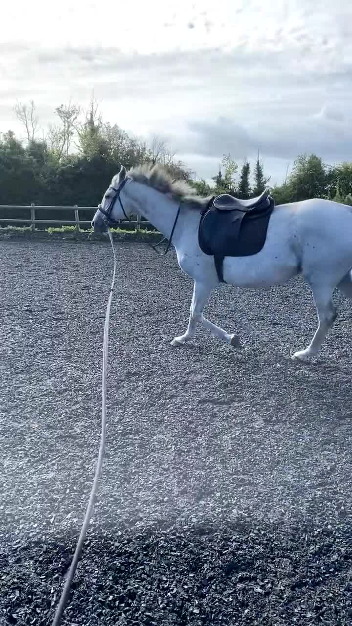 Irish Thoroughbred horses for sale: Irish thoroughbred  - Video 4