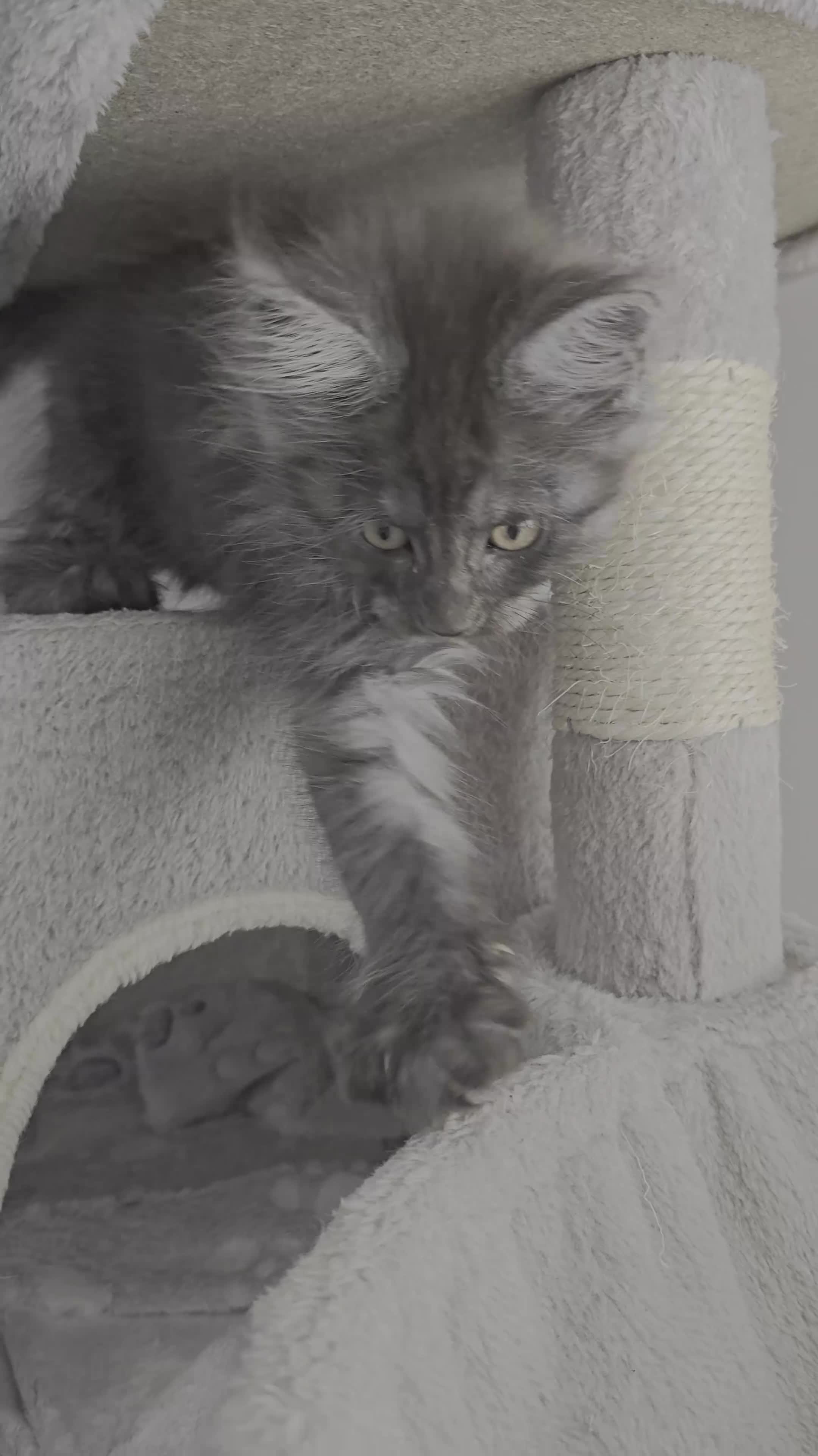 Maine Coon cats for sale: Exceptional Maine Coon Kittens for Loving Homes - Video 2