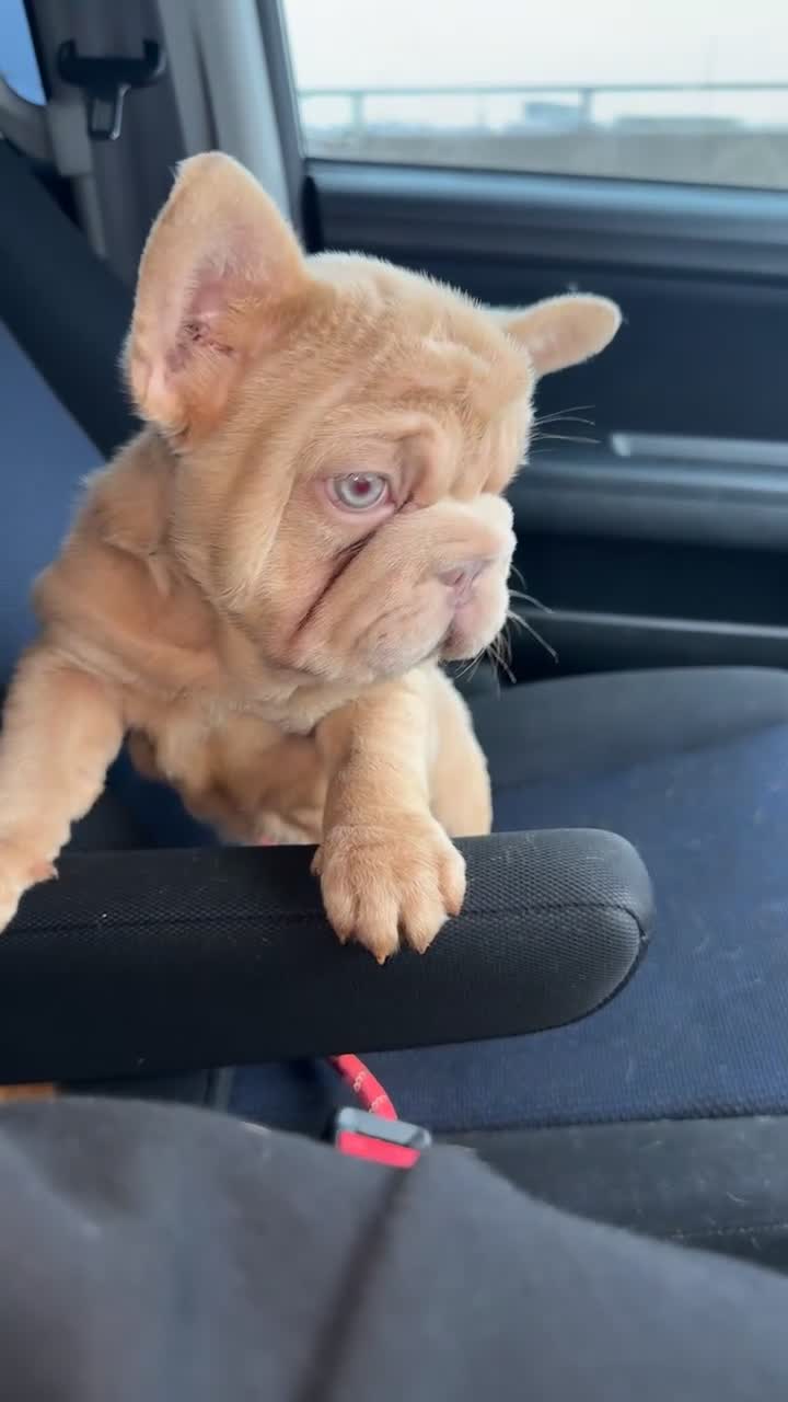 French Bulldog dogs for sale: Reduced!!!!! Our blue eyed boy Shadrack💙💙💙 - Video 1