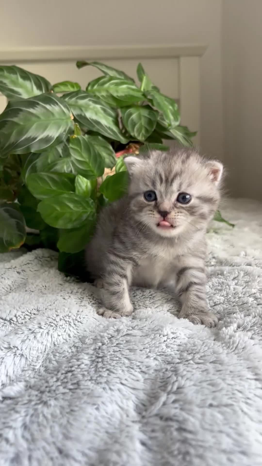 Scottish Fold cats for sale: Adorable rare silver tabby/lilac tabby kittens 🐾 - Video 1